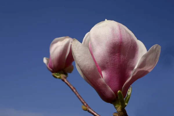 Magnólia Virágok Virágoznak Tavaszi Flóra Szirmok — Stock Fotó