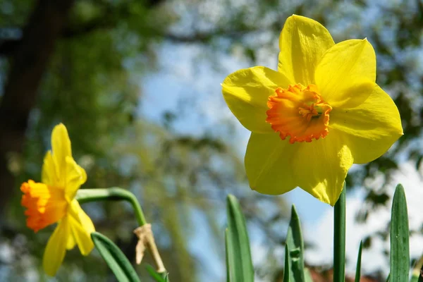 Krásný Botanický Záběr Přírodní Tapety — Stock fotografie