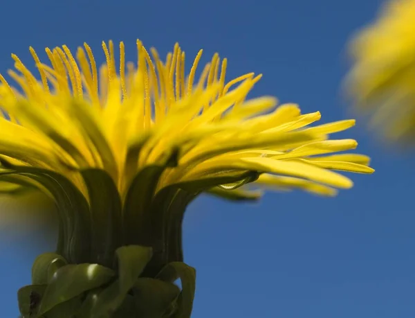 Amarelo Dandelion Verão Flor — Fotografia de Stock