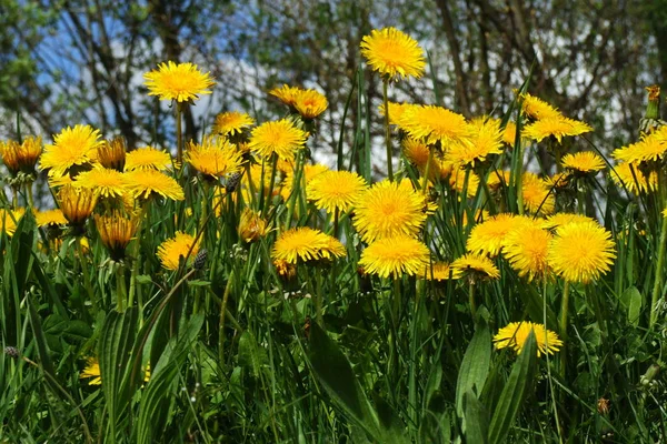 Giallo Tarassaco Fiore Estivo — Foto Stock