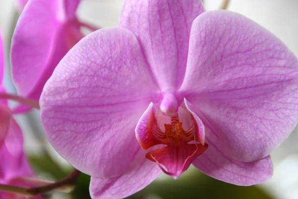 Piękne Botaniczne Ujęcie Naturalna Tapeta — Zdjęcie stockowe