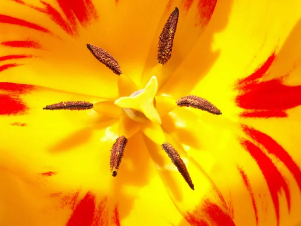 Fiore Tulipani Flora Primaverile — Foto Stock