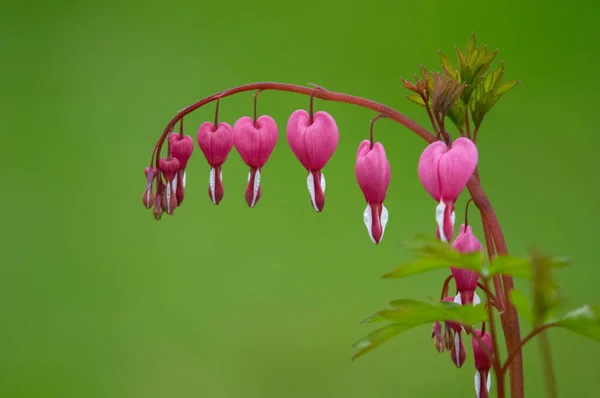 Ροζ Λουλούδι Καρδιά Κλάμα — Φωτογραφία Αρχείου