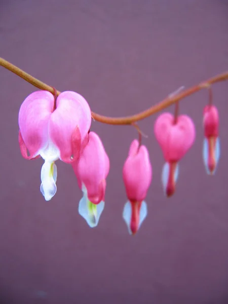 Pink Crying Heart Flower — Stock Photo, Image