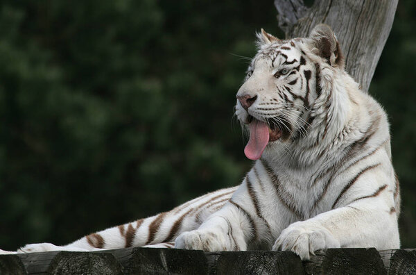 Белый Тигр Зоопарке Лицензионные Стоковые Изображения