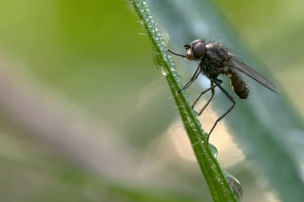 自然界における昆虫の密接な眺め — ストック写真