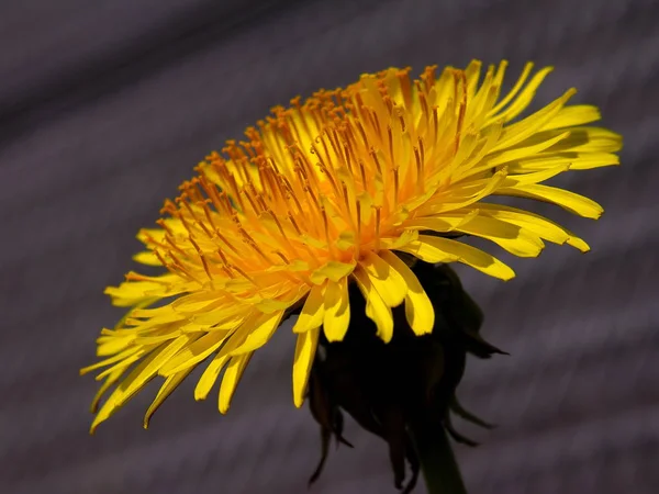 Żółty Mniszek Lekarski Lato Kwiat — Zdjęcie stockowe