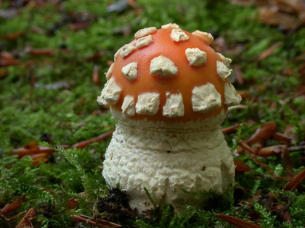 Culture Champignons Dans Forêt Fond Nature — Photo