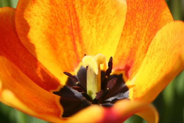 Fleurs Tulipes Pétales Flore Printanière — Photo