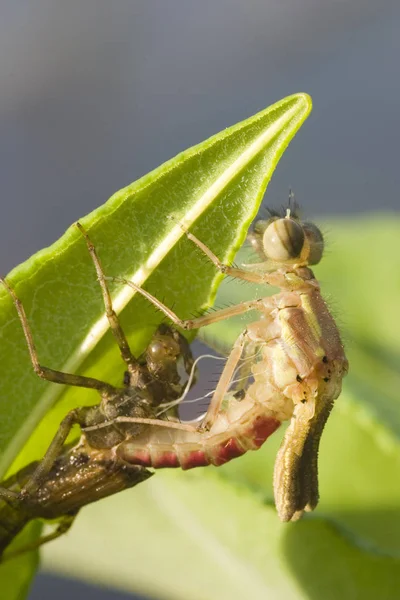 Insecto Naturaleza Mosca Dragonela Odonata — Foto de Stock