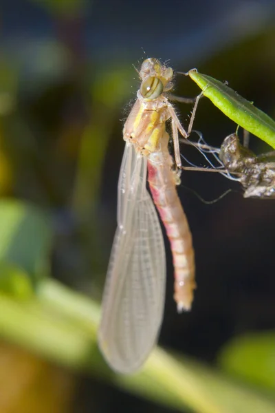 Příroda Hmyz Vážky Odonata Létat — Stock fotografie