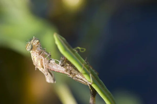 Natura Owad Ważka Mucha Odonata Mucha — Zdjęcie stockowe