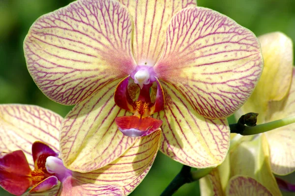 Orchidee Bloesem Bloemblaadjes — Stockfoto