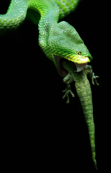 Vida Selvagem Cena Linda Natureza — Fotografia de Stock