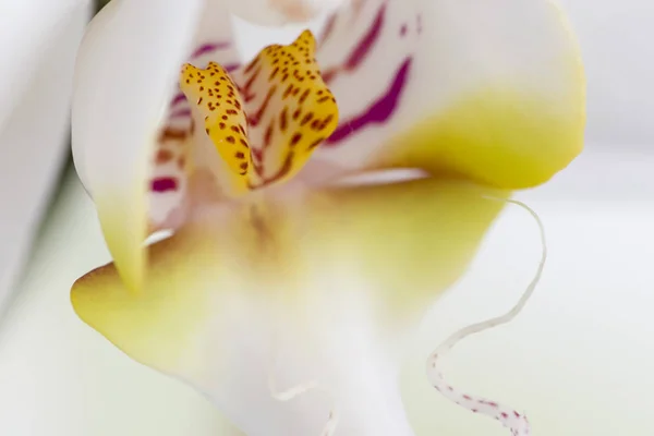 Frumoase Petale Flori Orhidee Flora — Fotografie, imagine de stoc