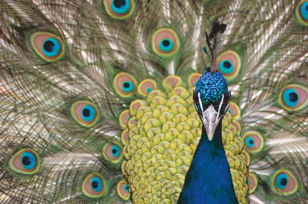 Tavus Kuşu Renkli Tüyler — Stok fotoğraf