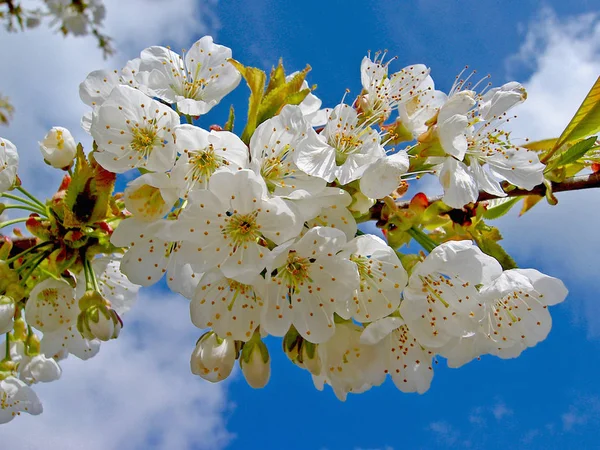 Весной Цветет Вишня Цветами — стоковое фото