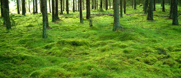Arbres Forêt Verte Été — Photo