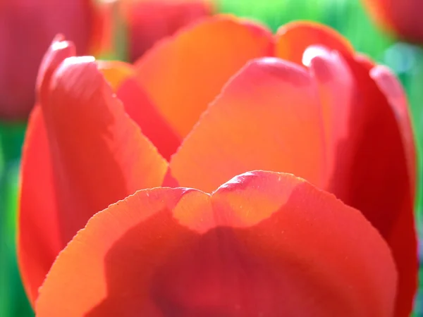 Tulpen Blühen Frühlingsflora — Stockfoto