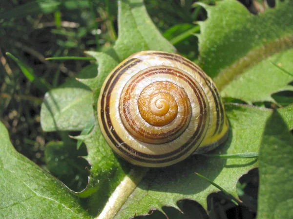 Caparazón Caracol Hélice Invertebrada —  Fotos de Stock