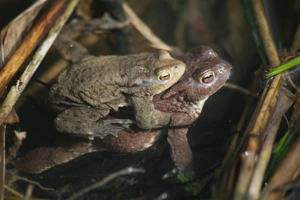 Žába Obojživelné Zvíře Ropucha — Stock fotografie