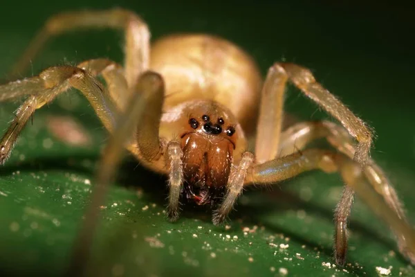 Gruselige Spinne Insektenwesen — Stockfoto