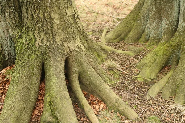 Prachtig Uitzicht Het Natuurlandschap — Stockfoto