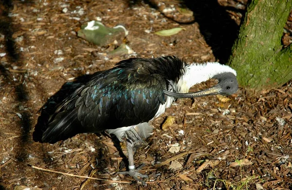 Schilderachtig Uitzicht Prachtige Vogel Natuur — Stockfoto