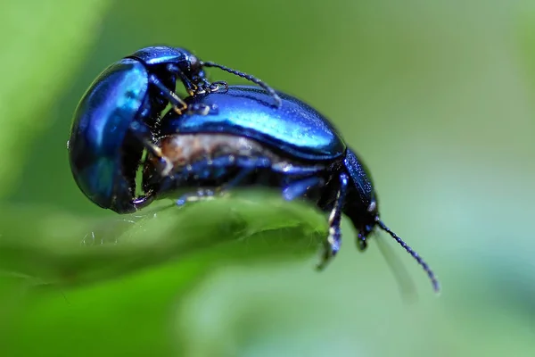 Nahaufnahme Von Wanzen Der Wilden Natur — Stockfoto