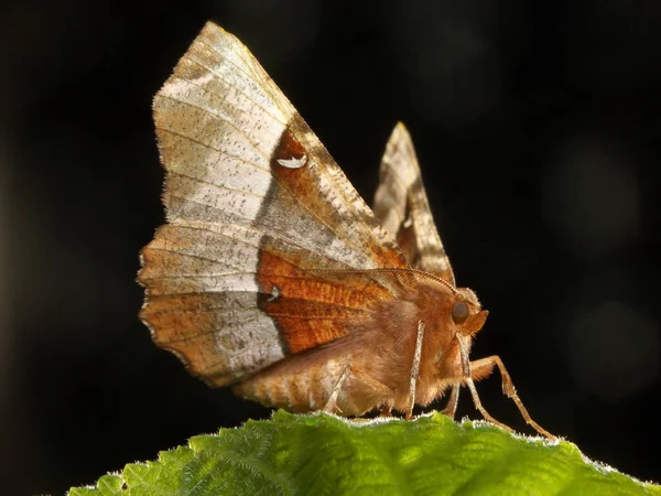 Nahaufnahme Von Wanzen Der Wilden Natur — Stockfoto