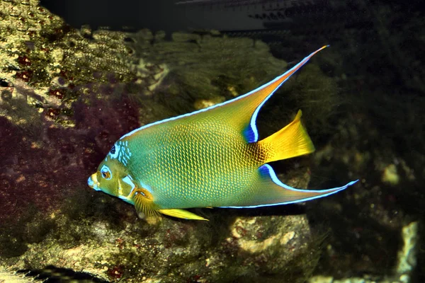 Scenic View Underwater World — Stockfoto