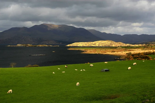 野生で優しいアイルランドの田舎ケリー イヴァーグ のリング 湖を指していますがゲール語の表現は ロック ロック — ストック写真