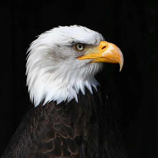 Bald Eagle Hera Wildlife Park Potzberg — Stock Photo, Image