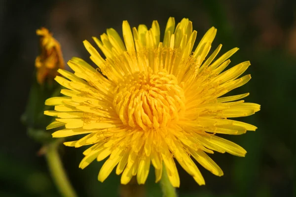 Amarelo Dandelion Verão Flor — Fotografia de Stock