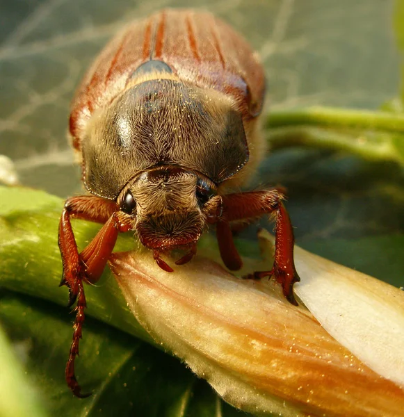 野生の自然界での虫の接近 — ストック写真