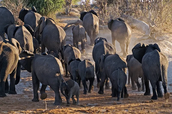 Chobe River Botswana Hjorden Har Druckit Rakt Floden Och Rinner — Stockfoto