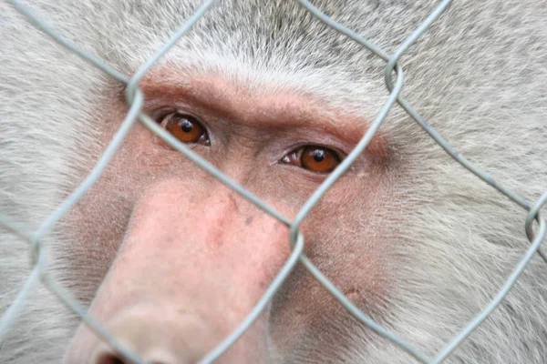 유인원 원숭이 개코원숭이 — 스톡 사진
