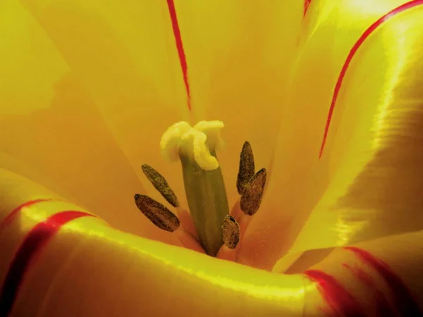 Hermosa Vista Las Flores Tulipán Naturales — Foto de Stock