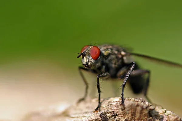 Primer Plano Error Naturaleza Salvaje — Foto de Stock