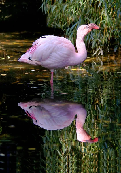 Scenic View Beautiful Bird Nature — Stock Photo, Image