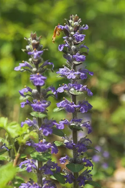 Púrpura Ajuga Reptans Planta — Foto de Stock