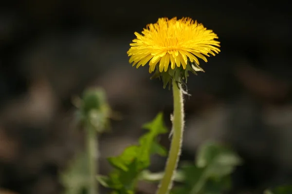 Gelbe Löwenzahn Sommerblume — Stockfoto
