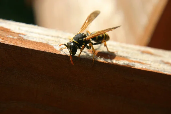 Nahaufnahme Von Wespeninsekten Makroaufnahme — Stockfoto