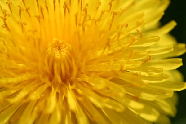 Żółty Mniszek Lekarski Lato Kwiat — Zdjęcie stockowe