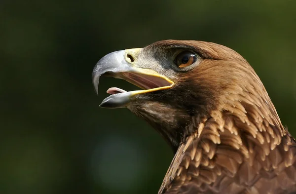 Plan Pittoresque Oiseau Dans Scène Extérieure — Photo