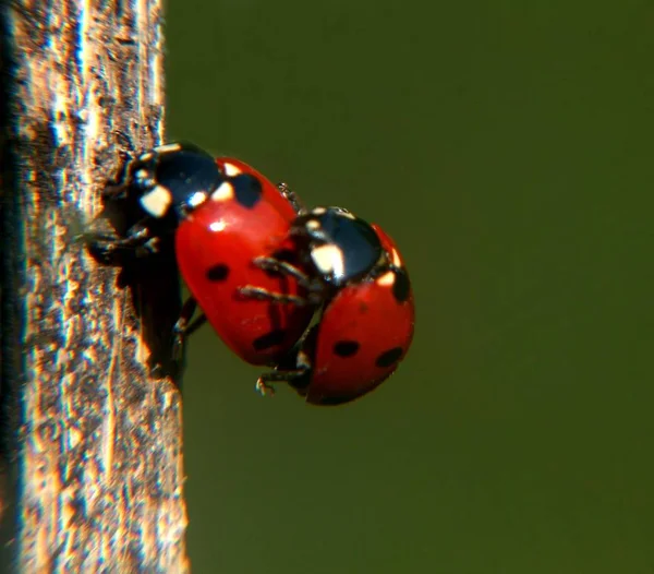 Natureza Está Despertando Tempo Para Reprodução Este Par Foi Inspirado — Fotografia de Stock