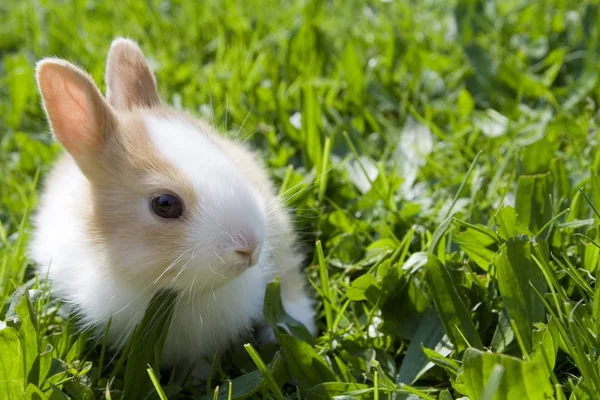 Conejo Blanco Hierba — Foto de Stock