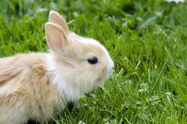 Conejo Blanco Hierba — Foto de Stock