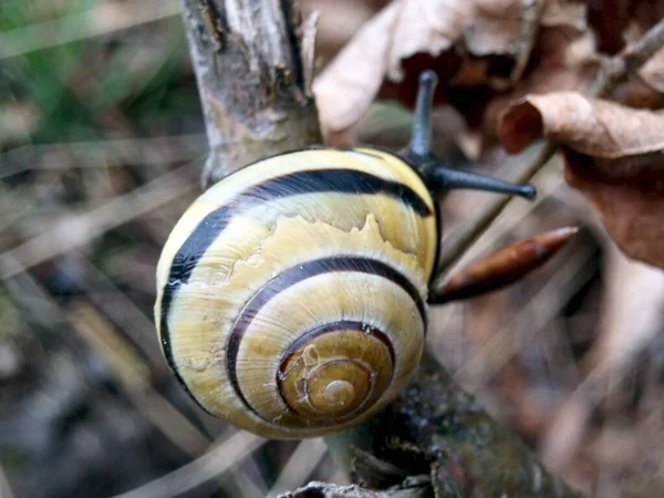 Snigelskal Evertebrat Helix — Stockfoto