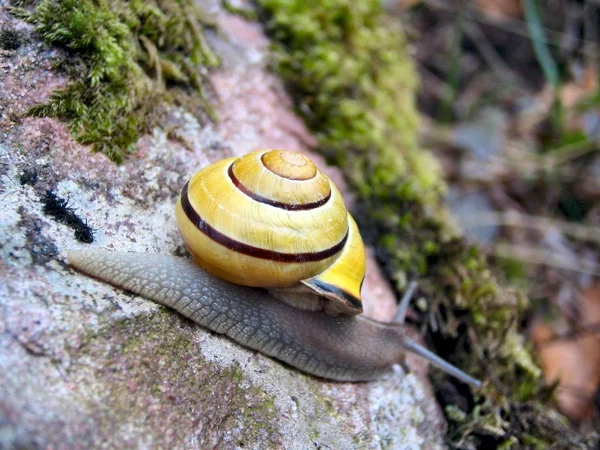 Snail Helix Creature Mollusk — Stock Photo, Image